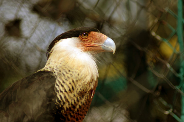 Hay en Aguascalientes 74 especies con algún tipo de riesgo