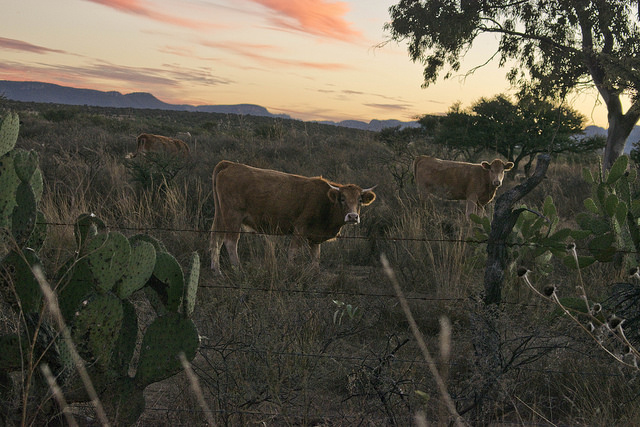 Rezagado Aguascalientes en el aretado de bovinos