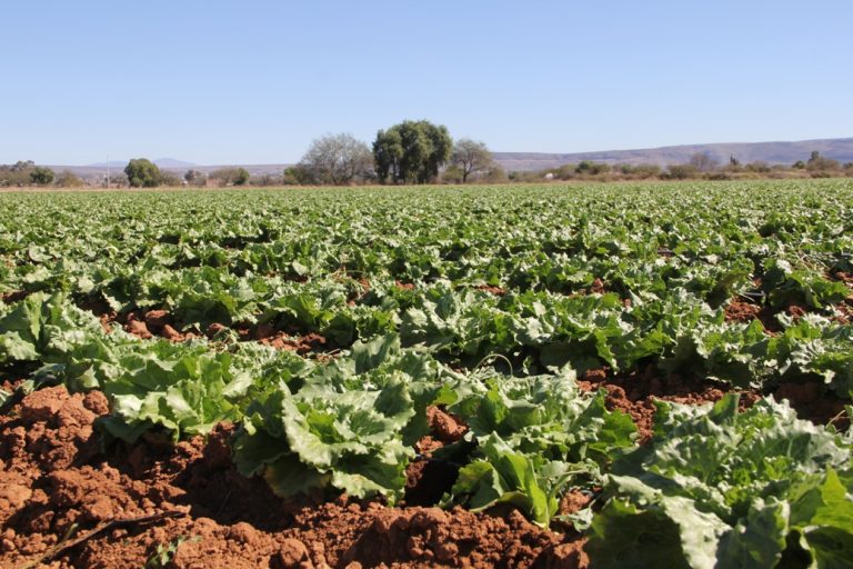 Más de 2 millones de toneladas de producción agrícola en precierre del 2016