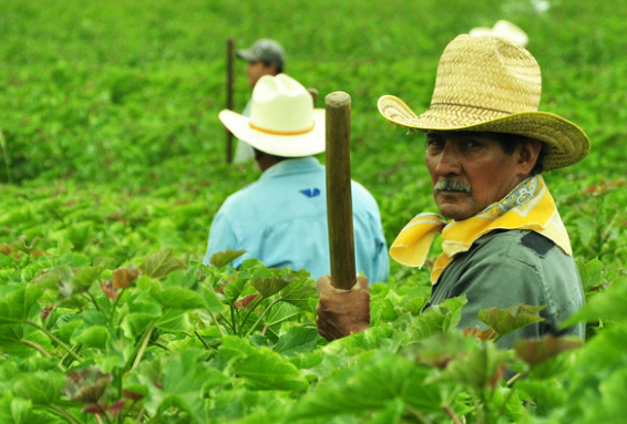 Ante déficit de jornaleros aguascalentenses, se requieren trabajadores de otros estados