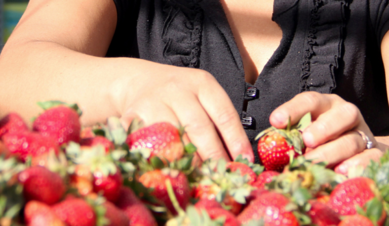 Aguascalientes tiene potencial en el cultivo de fresas