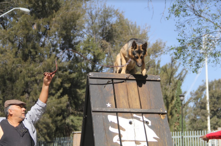Ofrecen cursos de adiestramiento canino en el Parque para Perros