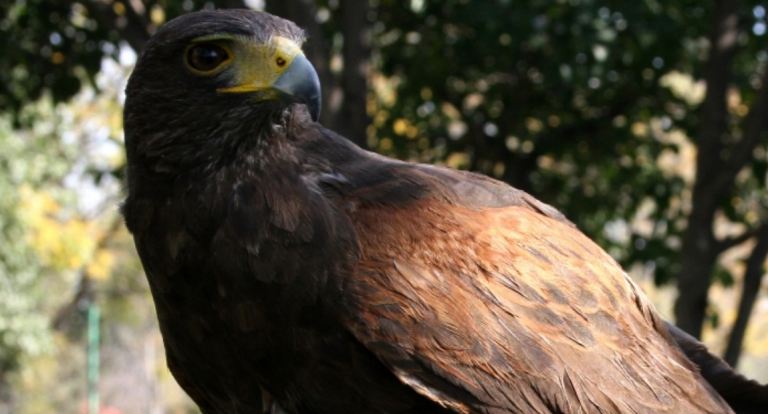 Aguascalientes es ejemplo nacional en rehabilitación del águila real