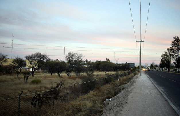Plantar mezquites no resarcirá daño ecológico