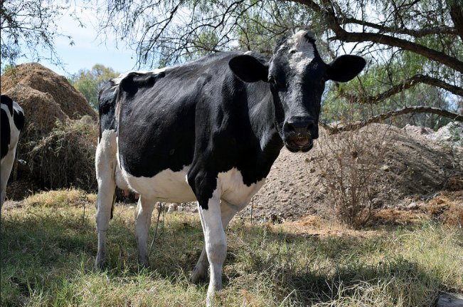 Ingresa a Aguascalientes ganado centroamericano de dudosa sanidad