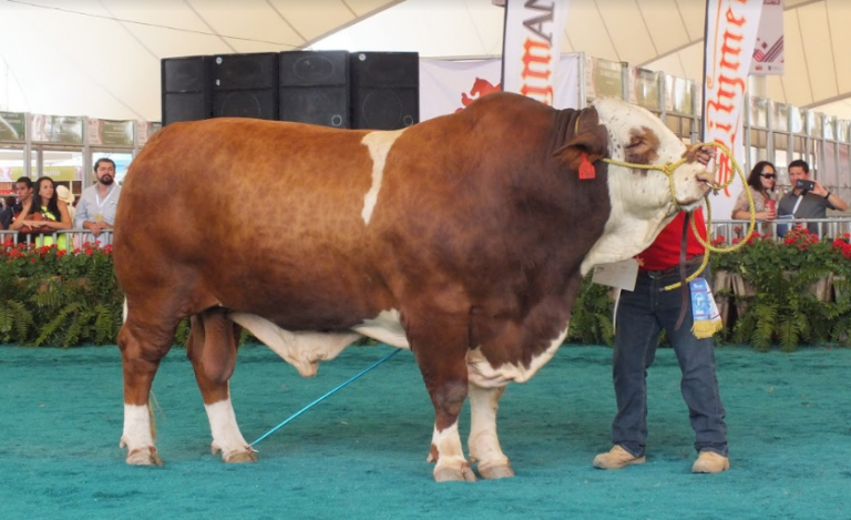 Participará Asociación Simmental Simbrah Mexicana en la FNSM