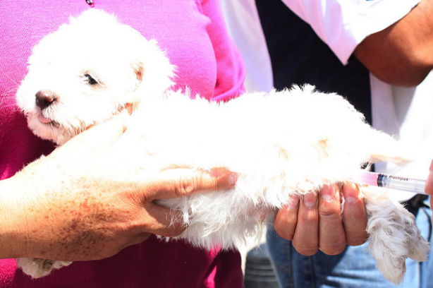 Continúan promoviendo la vacunación antirrábica