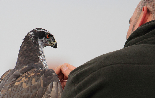 Alrededor de 150 personas practican la cetrería en Aguascalientes