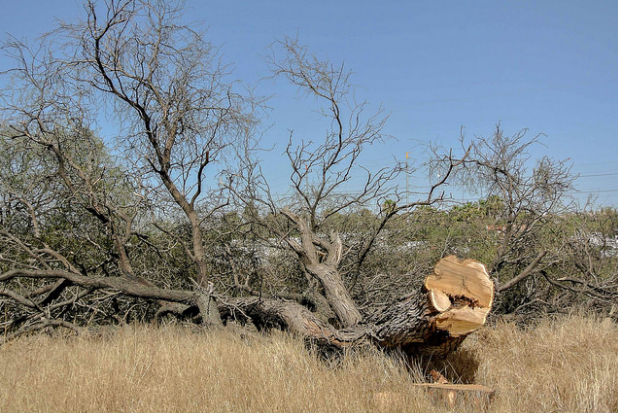 Ecocidio no debe ser tema político, coinciden PRI y PAN
