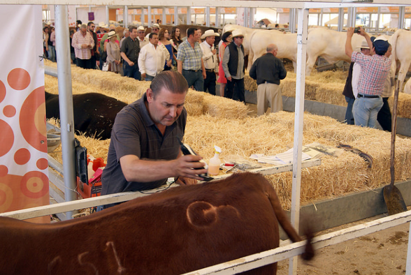 400 ganaderos participarán en la Exposición Ganadera de la FNSM