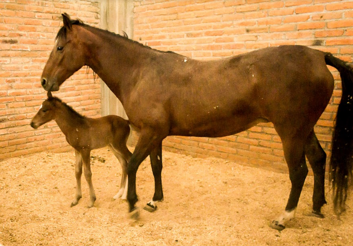 Policía Montada invita a nombrar a potranca