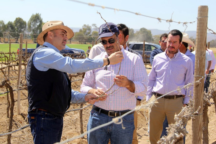 Planean reactivar la vocación vinícola en el estado