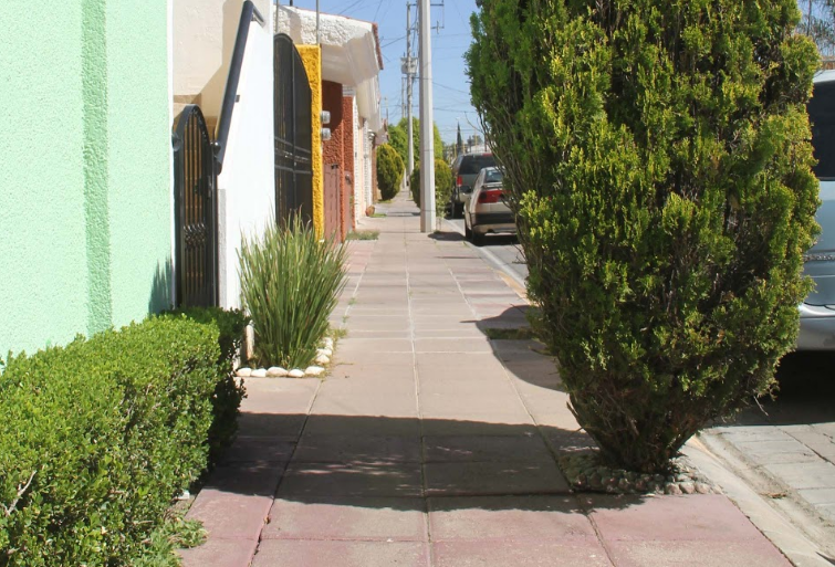 Emite recomendaciones para plantar árboles que eviten daño a las banquetas