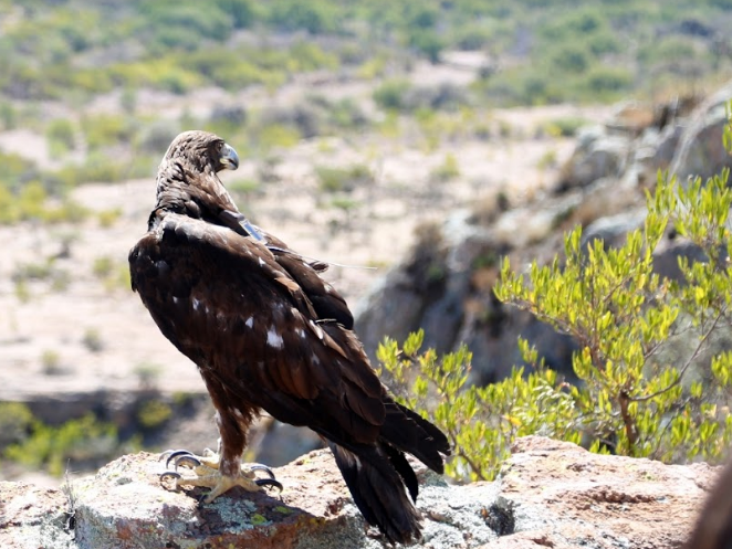 Regresan a su hábitat a un águila real