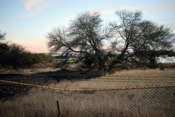 Municipio y Estado pueden cambiar uso de suelo de la mezquitera del Ejido Ojocaliente