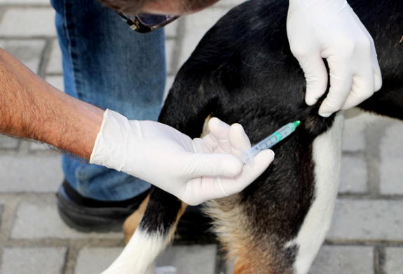 Semana nacional de vacunación antirrábica canina-felina