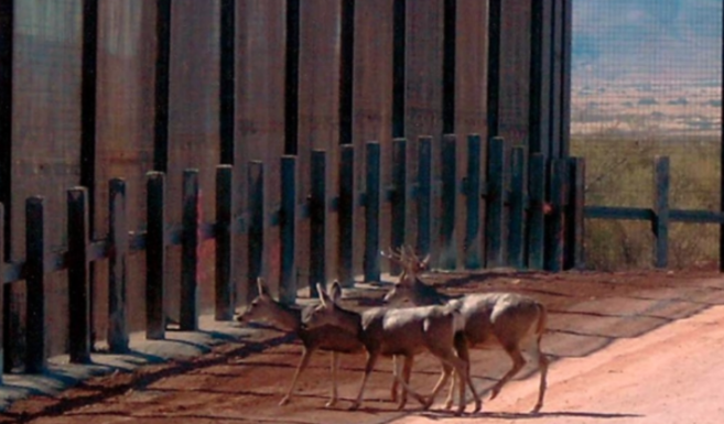 800 especies animales están en riesgo por el muro de Trump