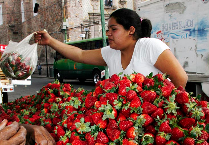 Aguascalientes tiene potencial para cultivo y producción de fresa