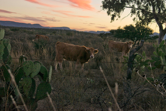 De dos a quince años de prisión a quien cometa abigeato