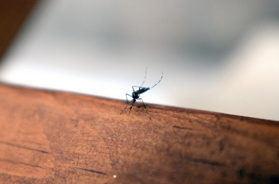 Emiten medidas preventivas para evitar Dengue o Zika