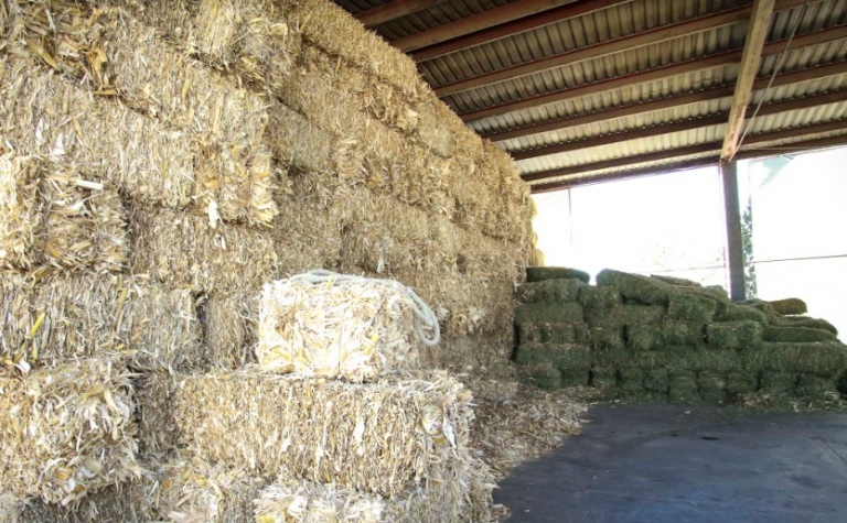 UAA inicia proyecto para evitar contaminación en alimentos para animales