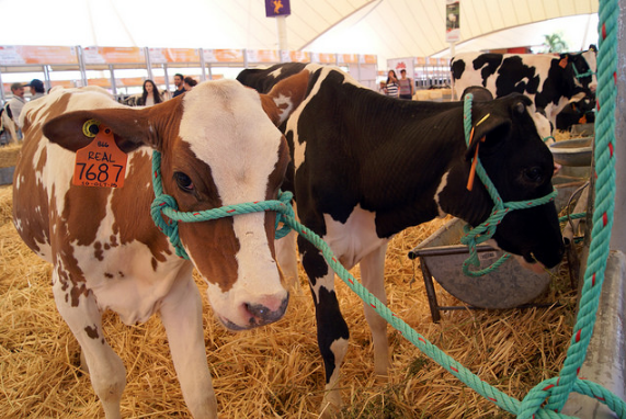 Prohibido regalar animales en la Feria de San Marcos