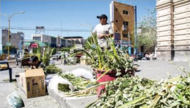 Denuncian ante la PGR saqueo de laurel en el estado