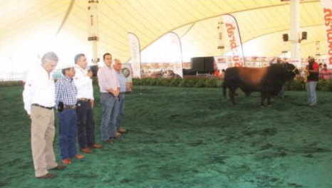 Realizan clínica de exhibición de ganado bovino