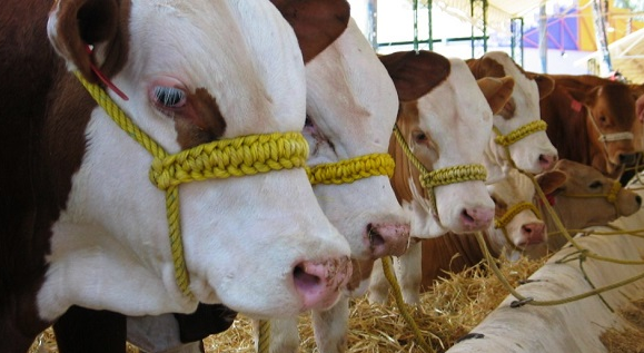 XXXVI Exposición Nacional de Ganado Simmental-Simbrah