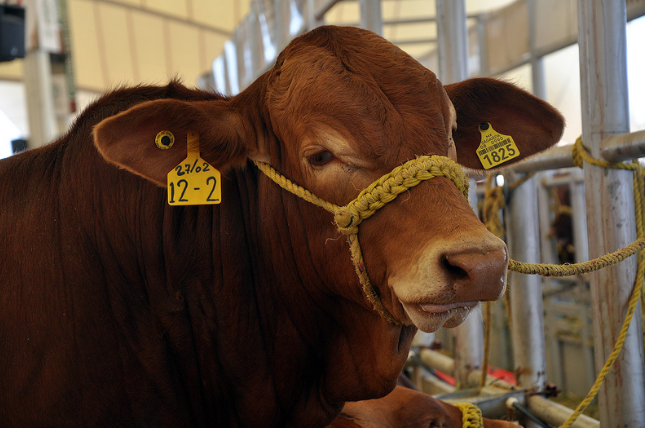 Concurso de ganado bovino en la Expo Ganadera