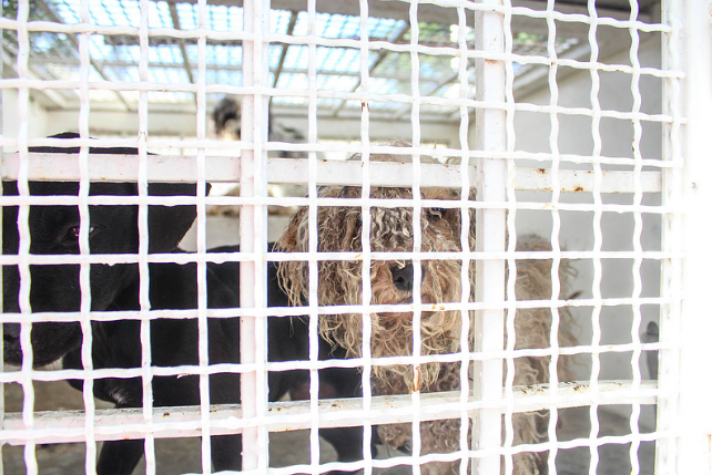 Por reglamento, Centro de Control Animal sacrifica 700 animales al mes