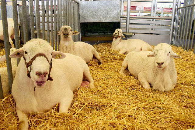 Califican ganado caprino en la Expo Ganadera