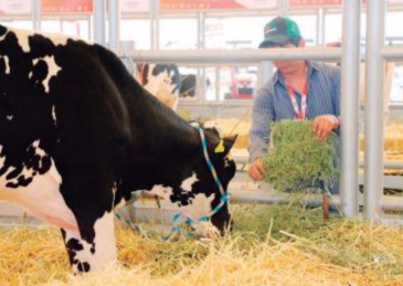 Inauguran segunda etapa de la Expo Ganadera de la Feria