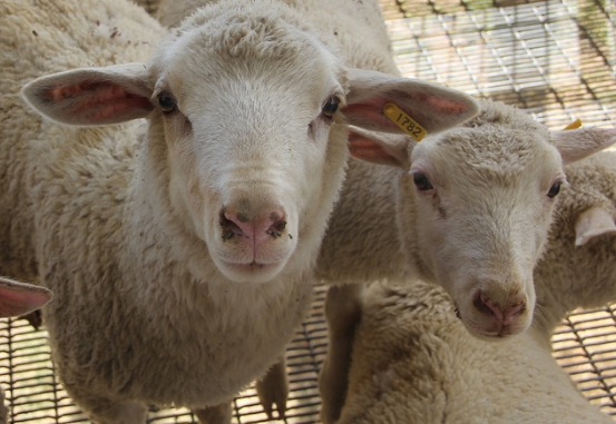 Realizan en la Expo Ganadera Campeonato de Ovinos de Pelo