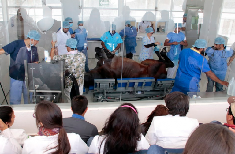 Hospital Veterinario de la UAA atiende emergencias médicas para grandes especies