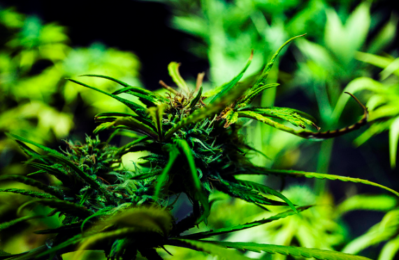 Legalizar el uso recreativo de la marihuana, próximo paso para el PRD