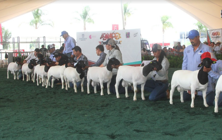Realizan la XVIII Exposición Nacional de Ovinos Dorper y Dorper Blanco