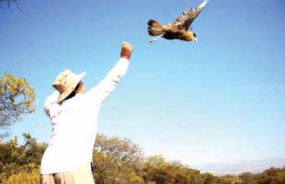 Regresan 11 aves restablecidas a su hábitat natural