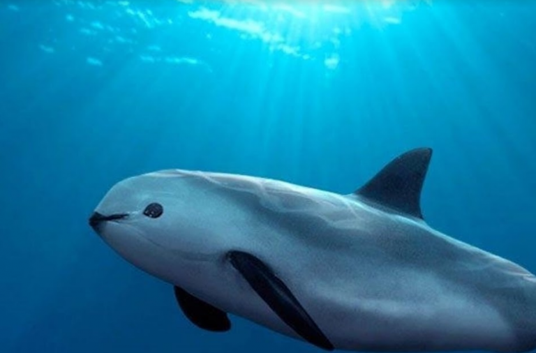La vaquita marina, una especie cercana a la extinción