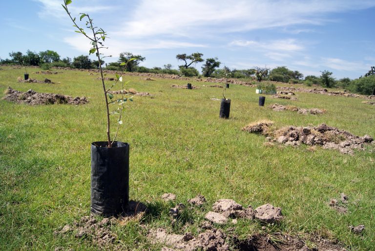 Proyectan plantación de 456 mil nuevos árboles