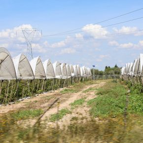 21497201283_ece16d1cb1_z