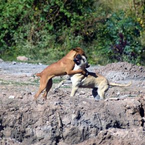 30360891506_e869518745_z