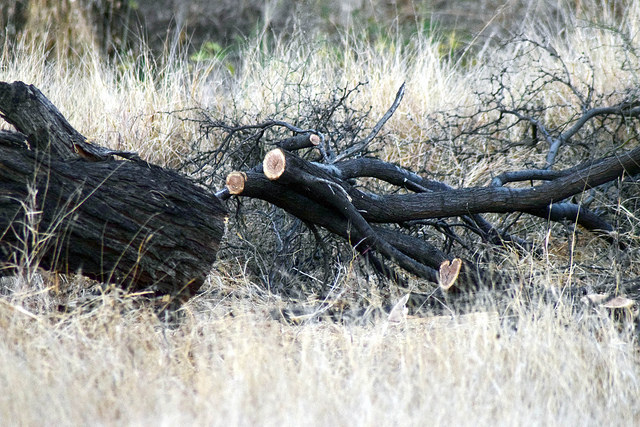 Profepa denunció penalmente a responsables del incendio en ex ejido Ojocaliente