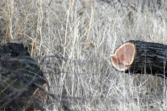 Se han detectado seis talas sin permiso en lo que va de 2017