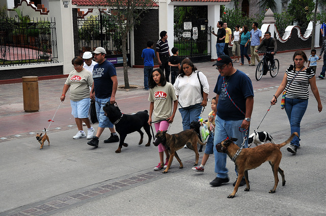 Más de 26 mil mascotas han sido registradas en el padrón municipal