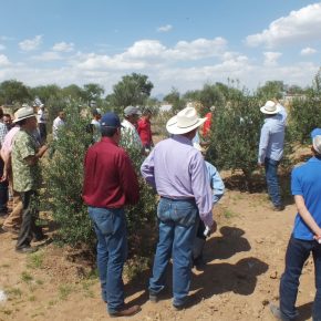 Sedrae_Demostración de Olivos_2