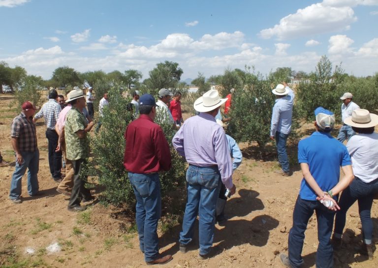 Promueven la reconversión productiva al cultivo de olivo