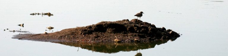 Programa Nacional Conteo de aves acuáticas 