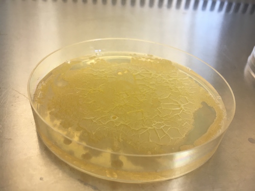 Joven mexicano desarrolla nuevos biocatalizadores