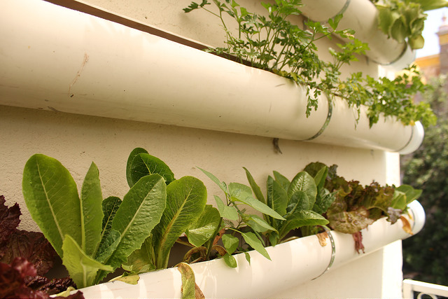 Capacita Conafor en el cultivo de plantas medicinales